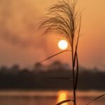 Ráng chiều buông hờ trên những ngọn lau | VOV.VN