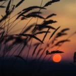 Vẻ đẹp huyền diệu của đất trời dưới ánh hoàng hôn | Báo Dân trí
