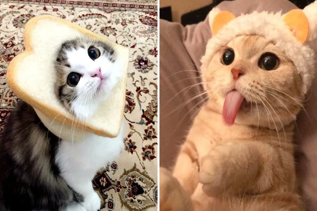 ảnh mèo cute
