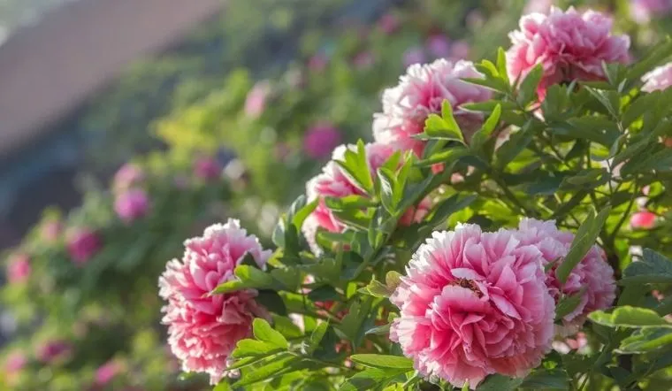 Hoa mẫu đơn