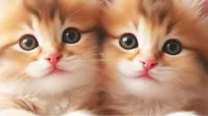 mèo cute