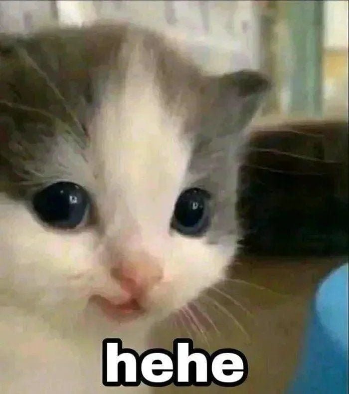 Meme mèo cười nham hiểm nhìn chằm chằm
