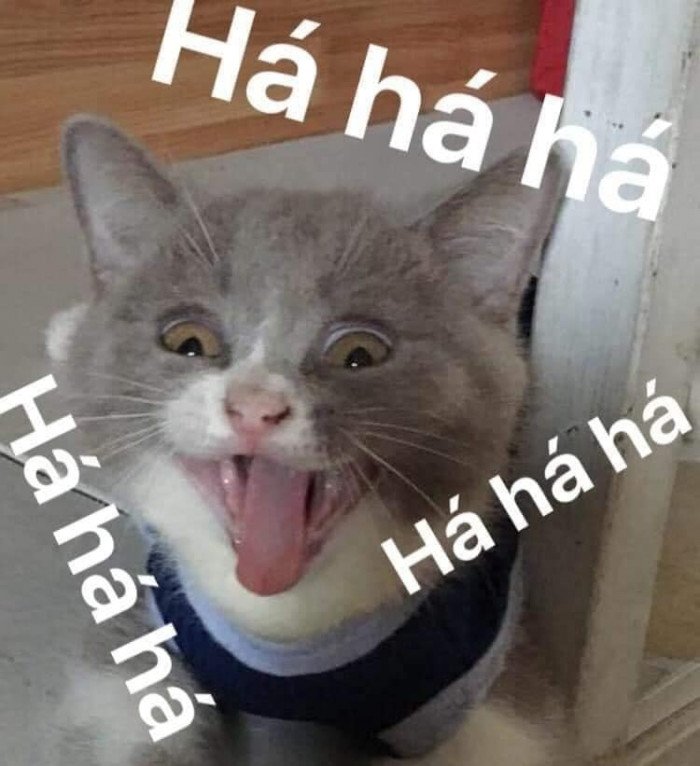 Meme mèo cười nham hiểm với ánh mắt sắc bén